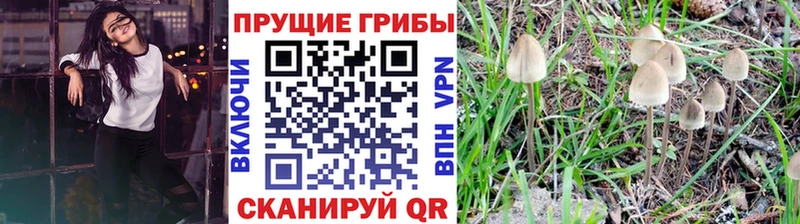Псилоцибиновые грибы GOLDEN TEACHER Таруса
